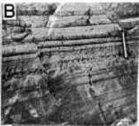 Stratification in the rocks of Fresh-water Point Formation.