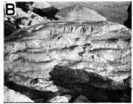 Sole marks on the undersurface of a graded bed in the Cape Cove Formation