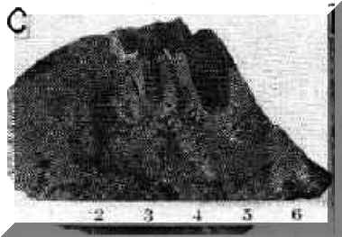 Intraformational conglomerates in the siliceous argillites of the Freshwater Point Formation.