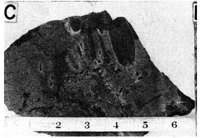 Intraformational conglomerates in the sileceous argillites of the Freshwater Point Formation.