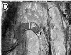 Pseudo nodule produced by slumping in the St. John's Formation.