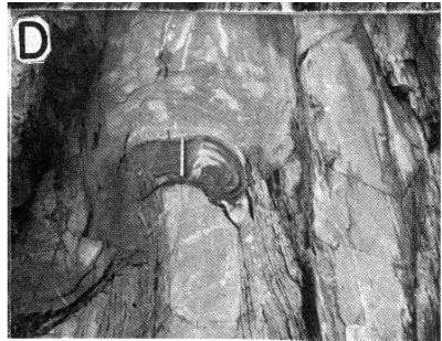 Pseudo nodule produced by slumping in the St.John's Formation.