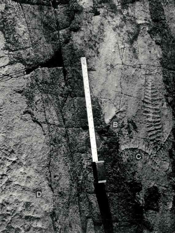 Spindle shaped and other fossils