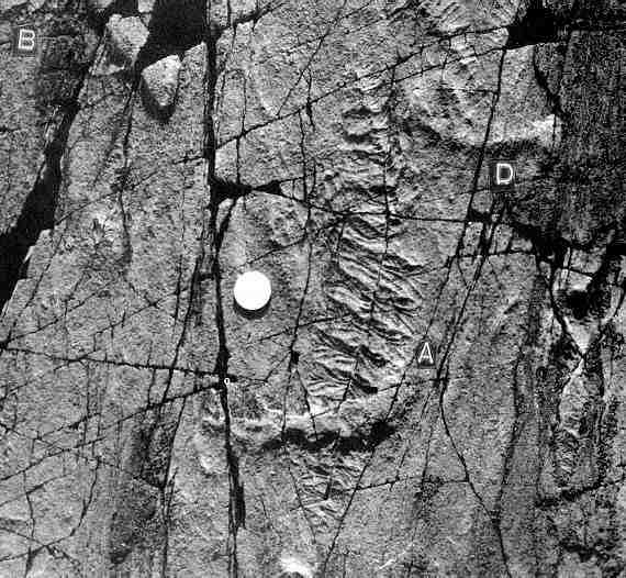 Precambrian Fossils, Southeastern Newfoundland