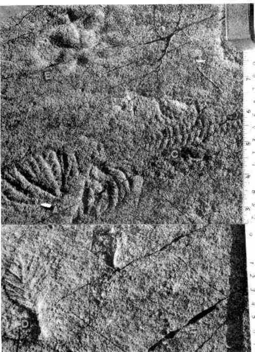 Leaf Shaped , Dendrite-like, and other Precambrian Fossils.