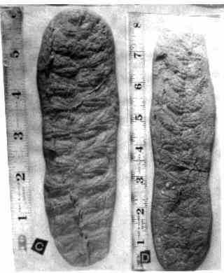 Casts of Precambrian Fossils, Southeastern Fossils, Southeastern Newfoundland